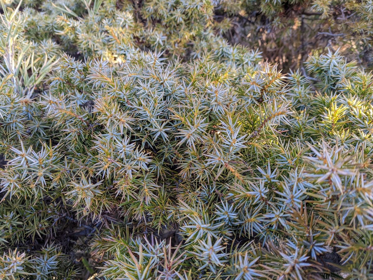 百岳合歡西峰 高山一日合歡北峰不下華岡