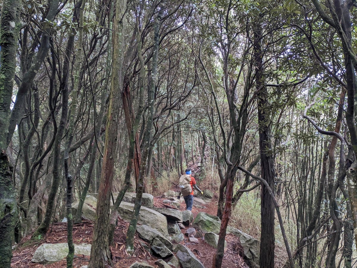鳶嘴稍來山環狀O型 | 攀爬拉繩森林浴通吃