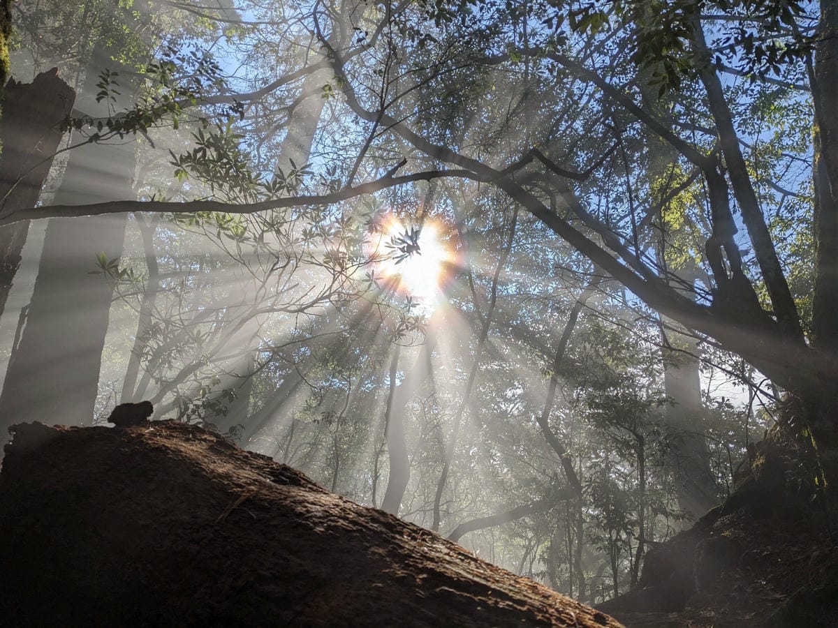 鳶嘴稍來山環狀O型 | 攀爬拉繩森林浴通吃