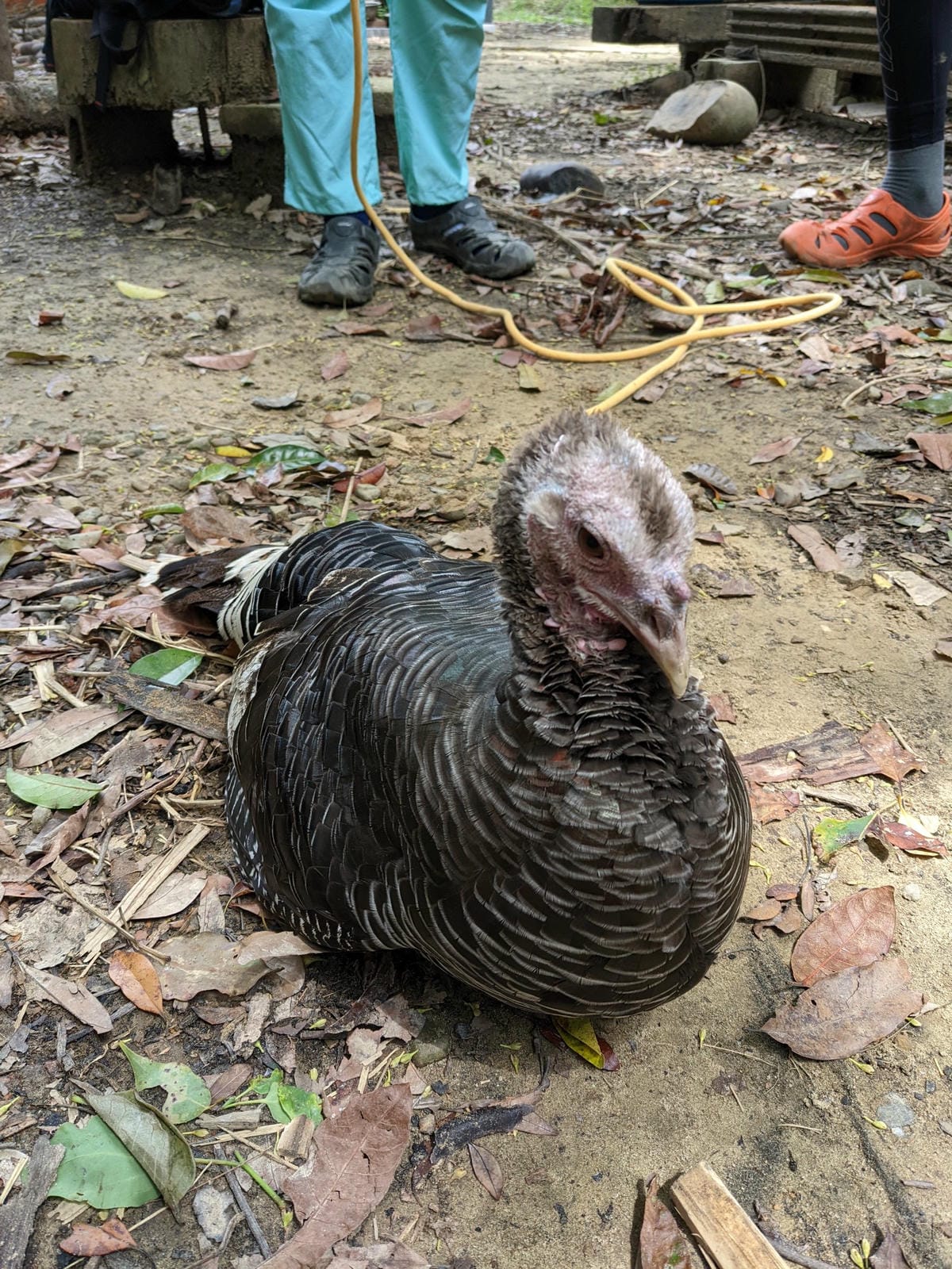 戶外困難地形通過課程心得攀樹感想