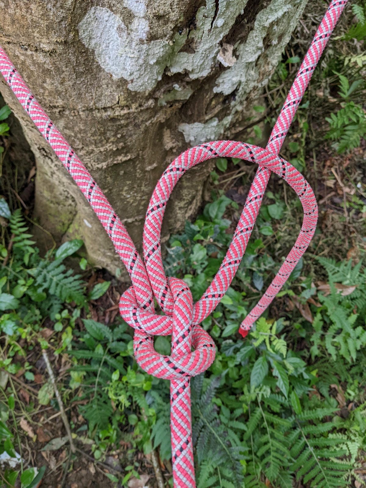 戶外困難地形通過課程心得攀樹感想