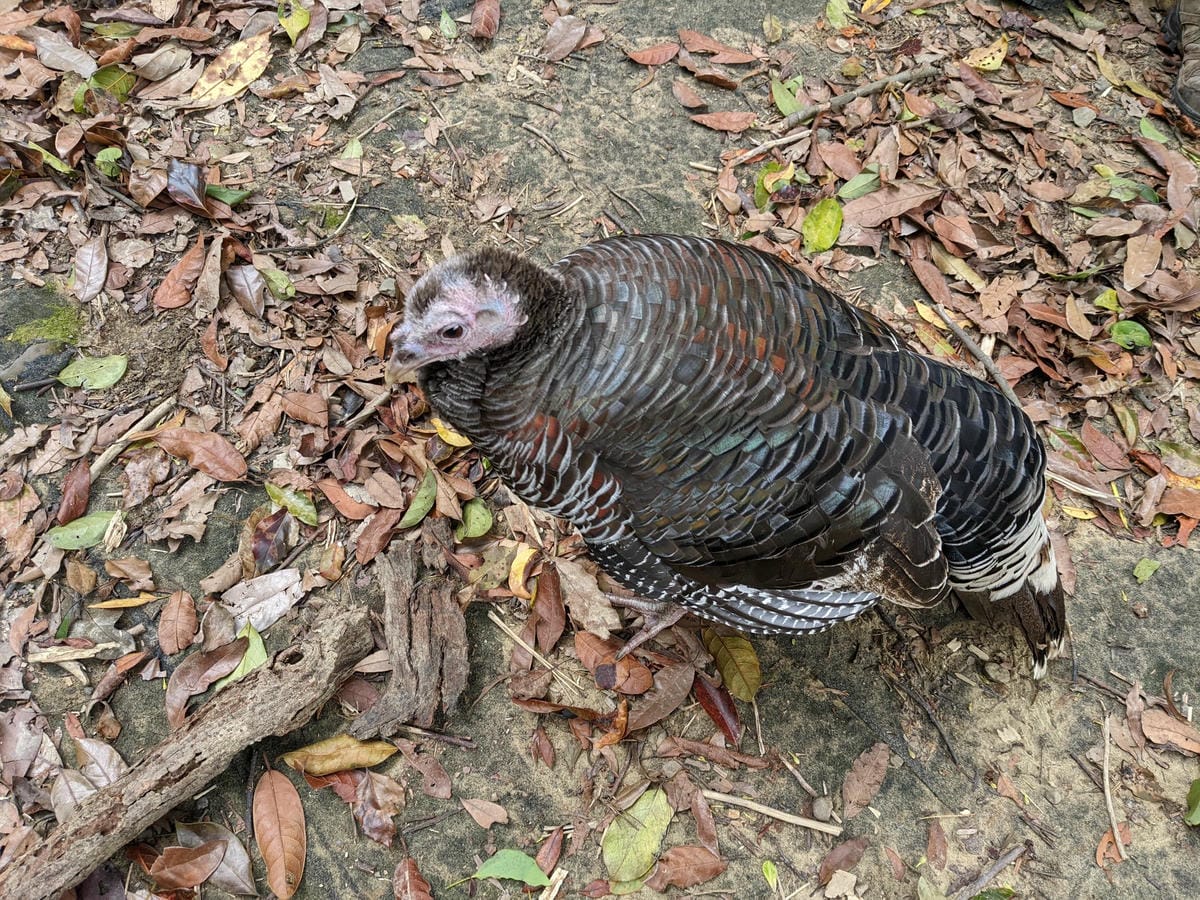 戶外困難地形通過課程心得攀樹感想