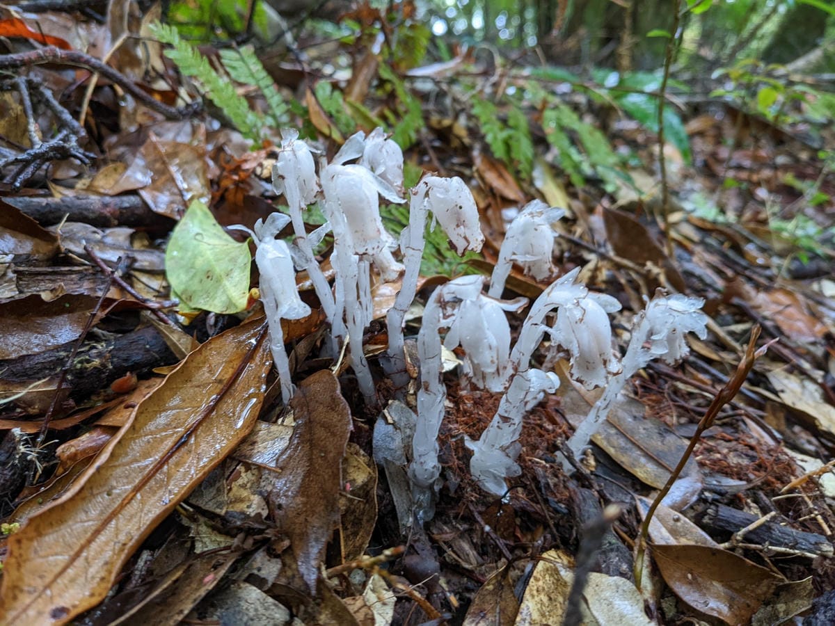 北橫復興鄉拉拉塔曼下山吃微笑驢子咖啡 簡餐飲料暖心店家