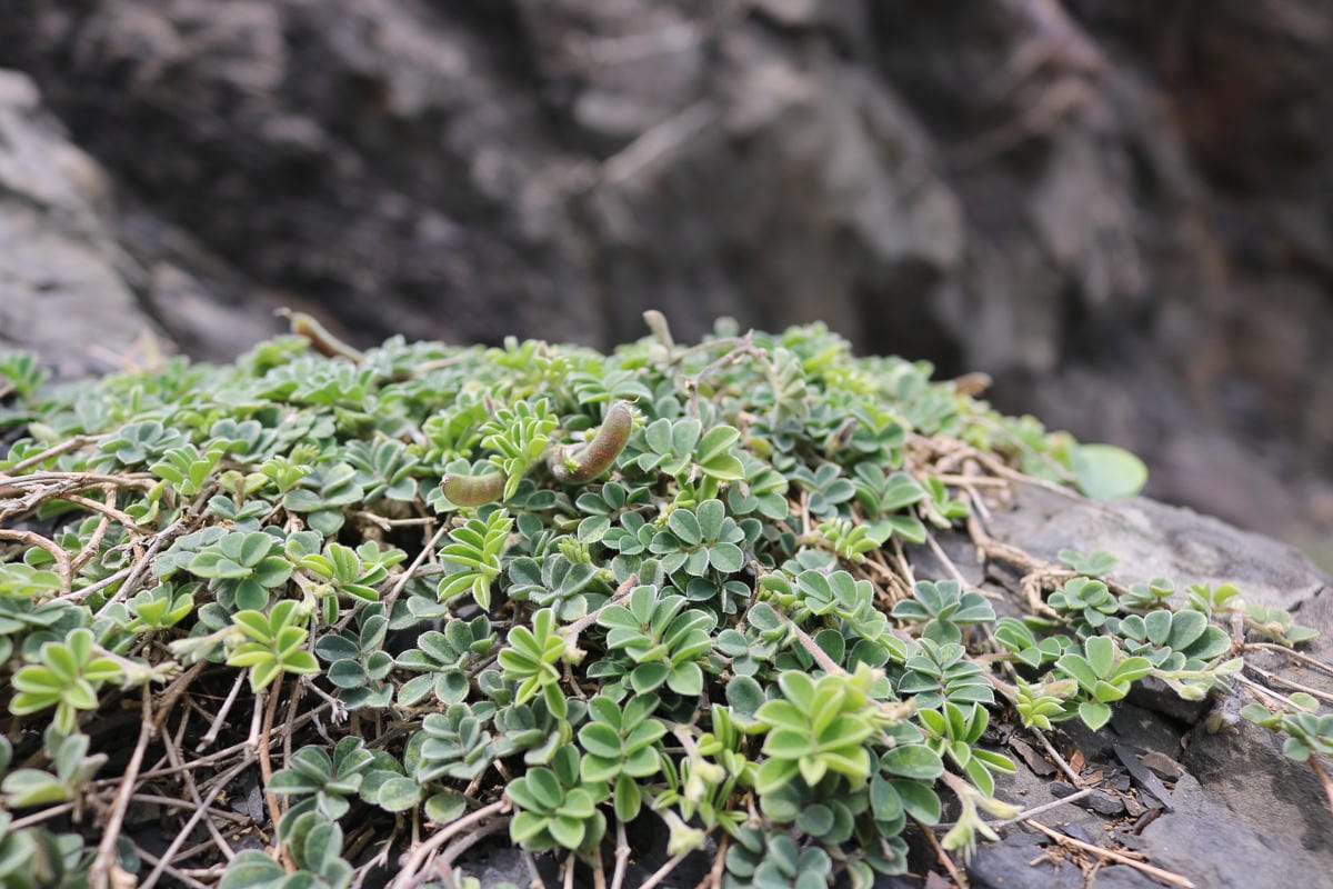 阿朗壹古道屏東到台東 旭海進南田出的台東藍
