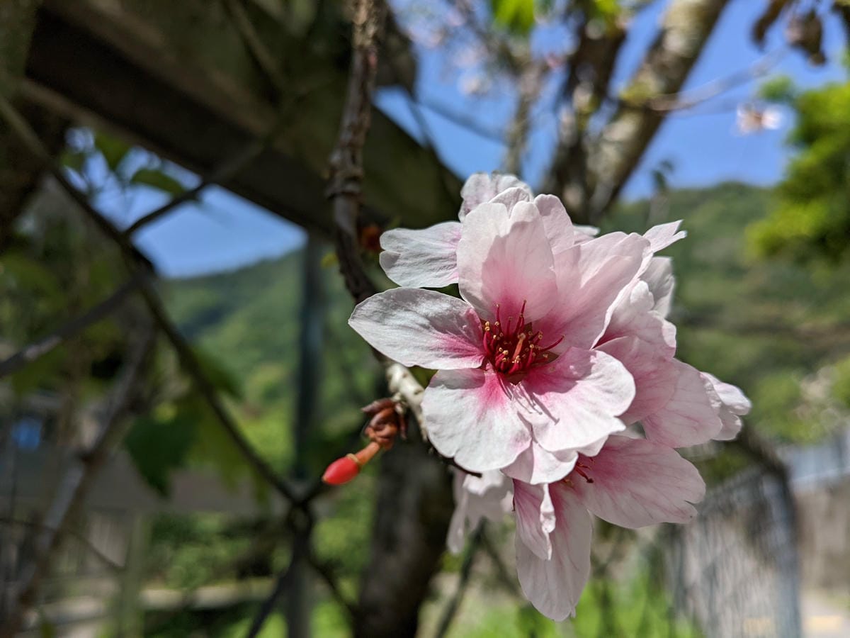 玉山郡大西巒推薦住宿 達芭凱花園民宿南投望鄉 - 第18張圖 玉山郡大西巒推薦住宿 達芭凱花園民宿南投望鄉