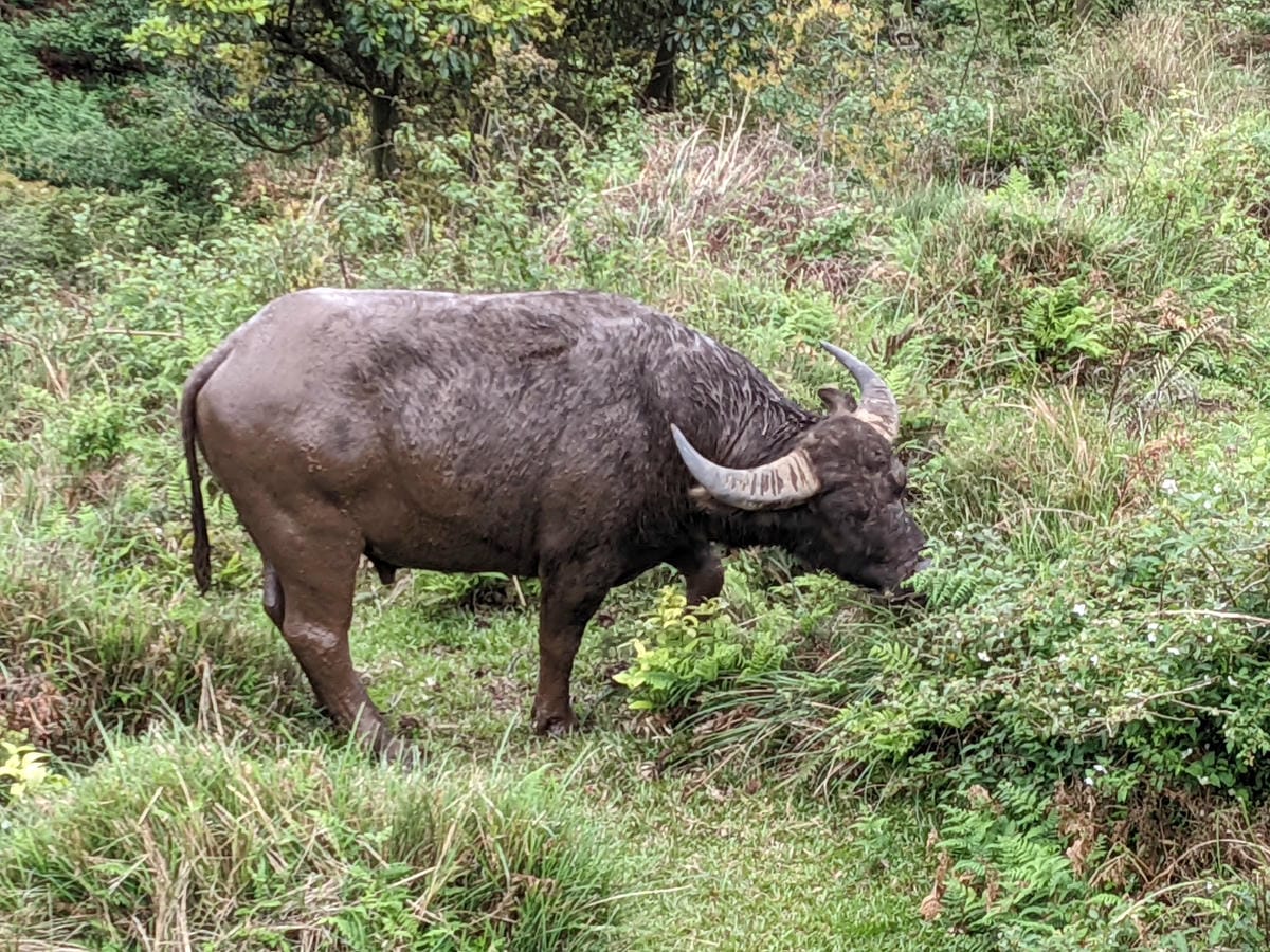 魚路古道全段絹絲瀑布到金山 18K金包里大路