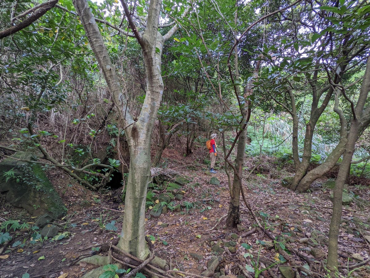 劍龍稜新路線 鋸齒稜茶壺山稜線縱走之繩索已拆