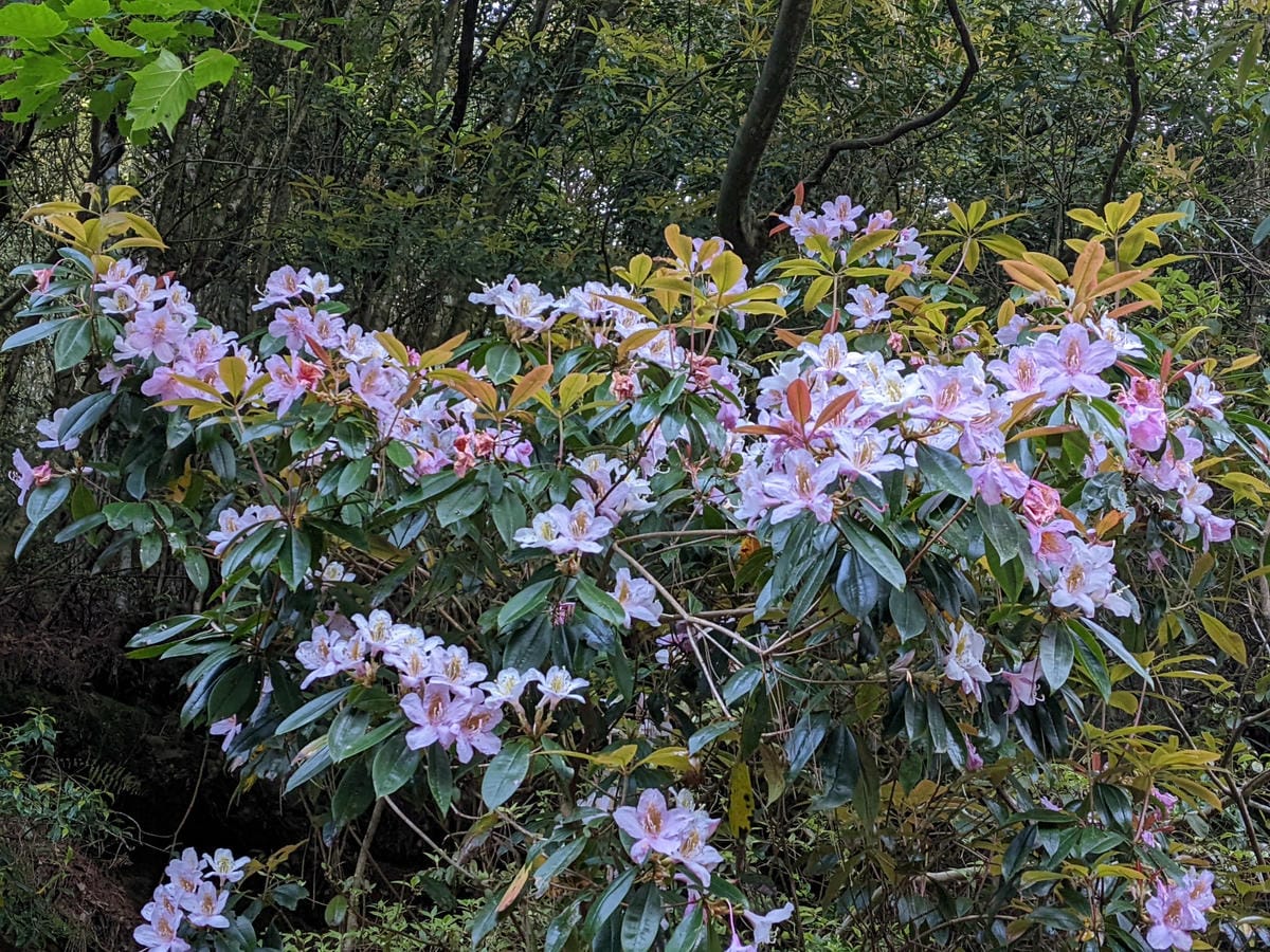 大小霸群峰 夜宿觀霧營地大鹿林道九九山莊每天20公里起跳
