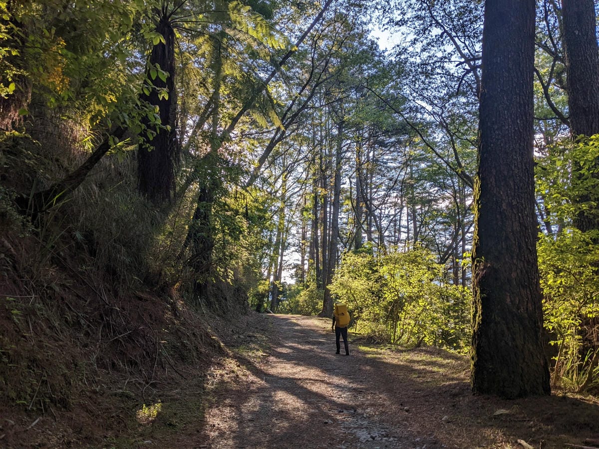 大小霸群峰 夜宿觀霧營地大鹿林道九九山莊每天20公里起跳