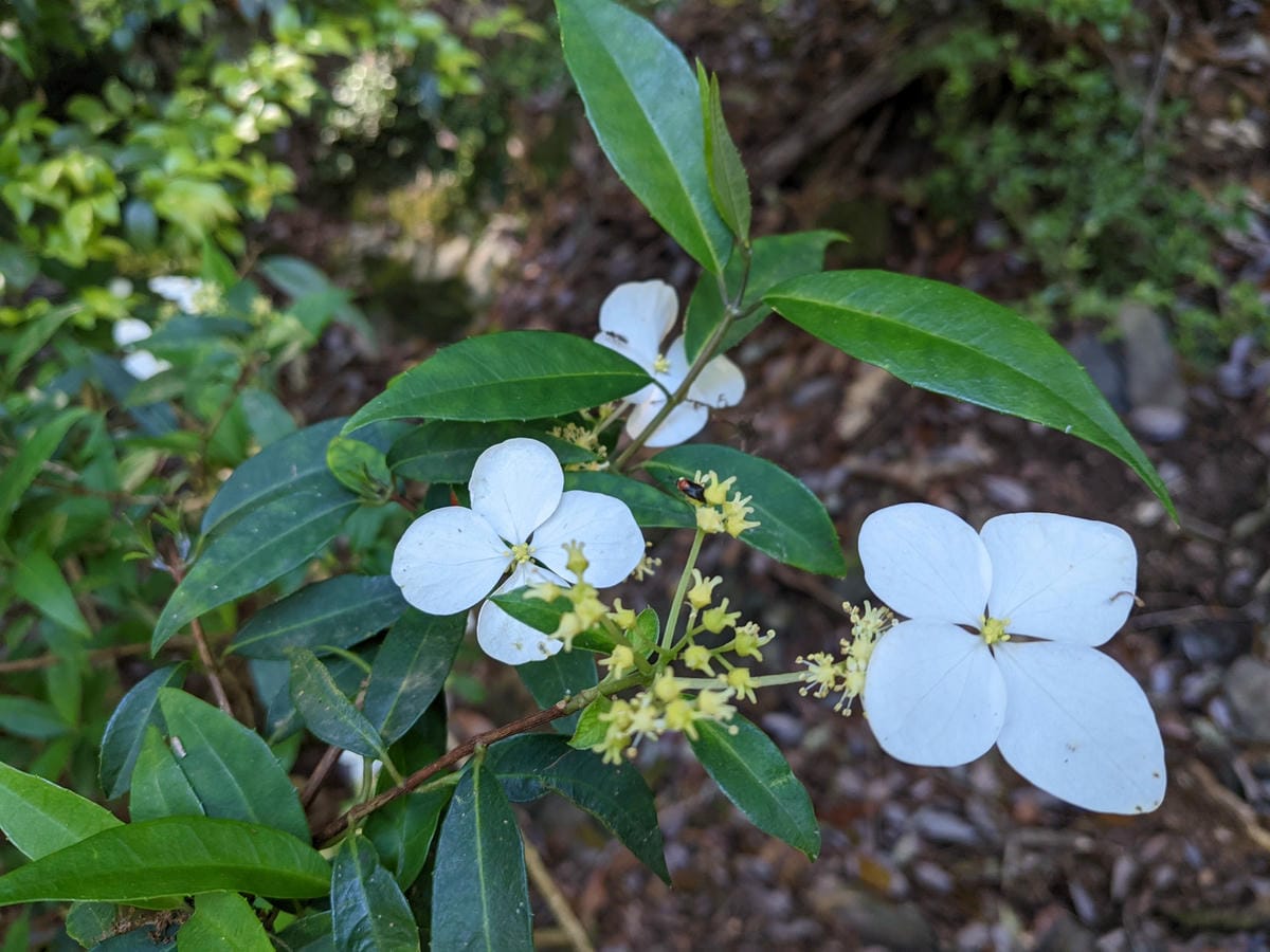 大小霸群峰 夜宿觀霧營地大鹿林道九九山莊每天20公里起跳