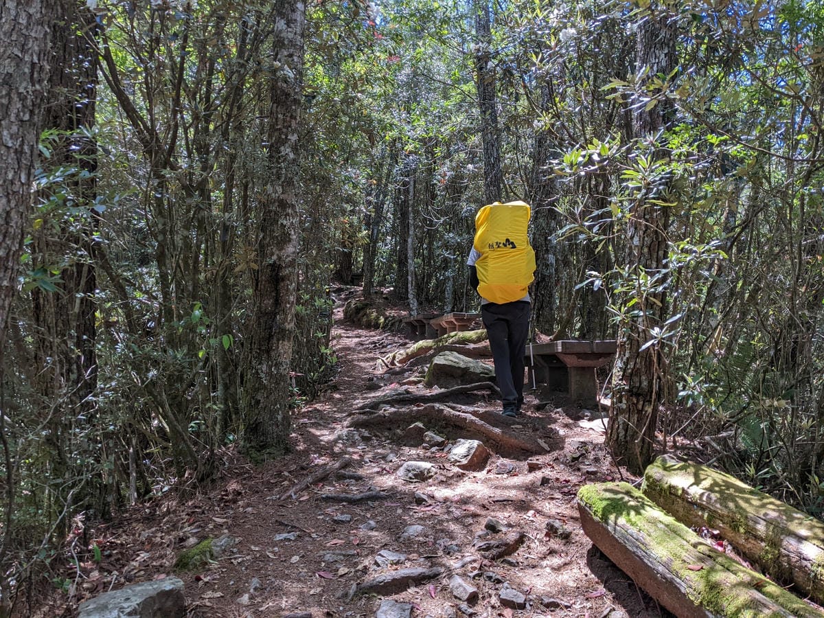 大小霸群峰 夜宿觀霧營地大鹿林道九九山莊每天20公里起跳 - 第38張圖 大小霸群峰 夜宿觀霧營地大鹿林道九九山莊每天20公里起跳