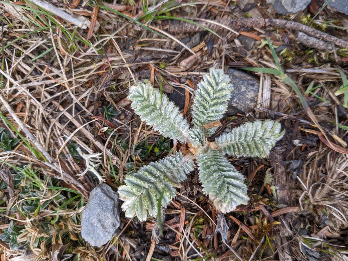 大小霸群峰 夜宿觀霧營地大鹿林道九九山莊-2
