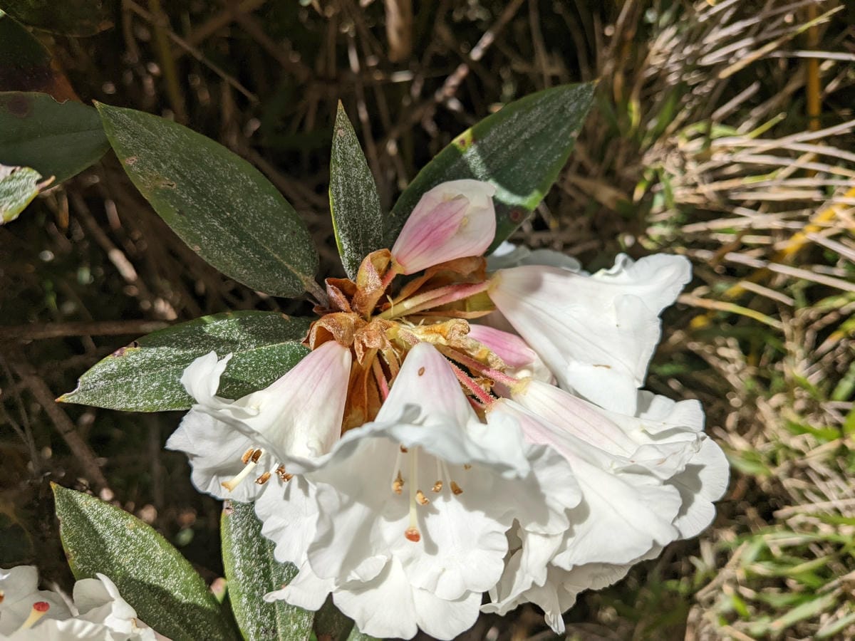 大小霸群峰 夜宿觀霧營地大鹿林道九九山莊-2
