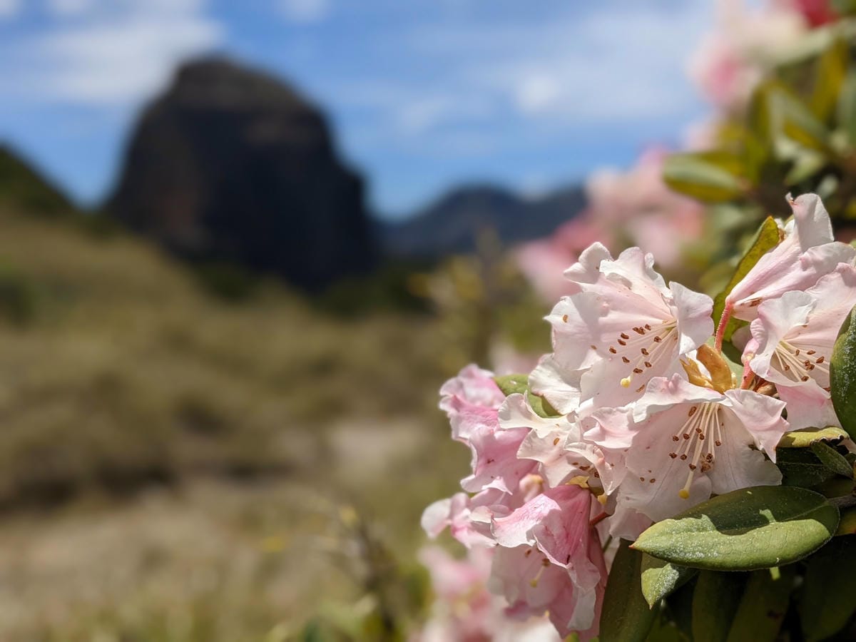 大小霸群峰 夜宿觀霧營地大鹿林道九九山莊-2