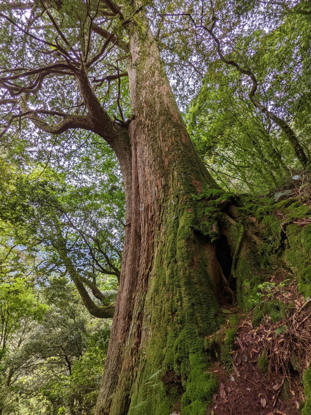 南橫F4 庫哈諾辛山&關山｜夜宿庫哈諾辛山屋南橫三星ing