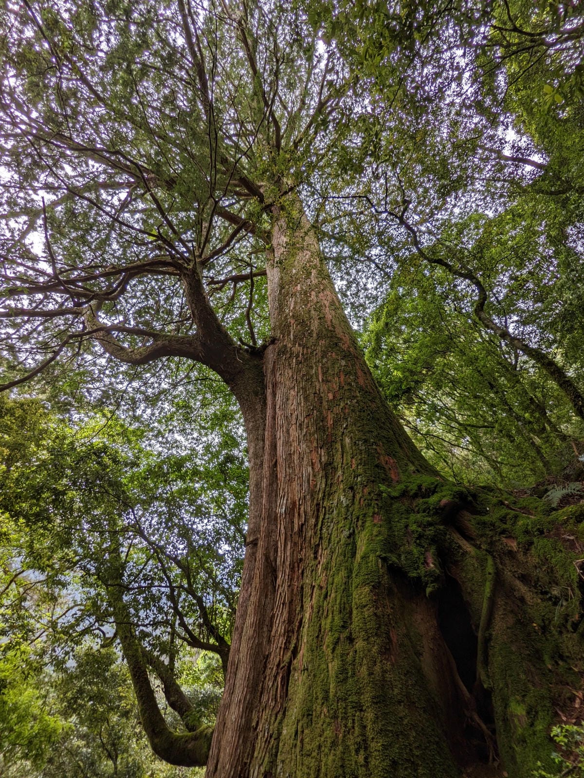南橫F4 庫哈諾辛山&關山｜夜宿庫哈諾辛山屋南橫三星ing