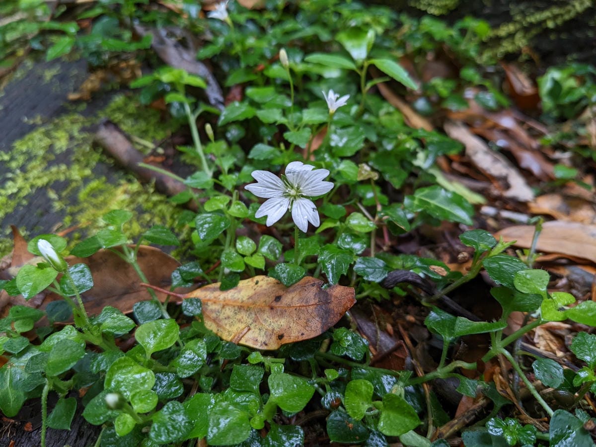 南橫F4 庫哈諾辛山&關山｜夜宿庫哈諾辛山屋南橫三星ing