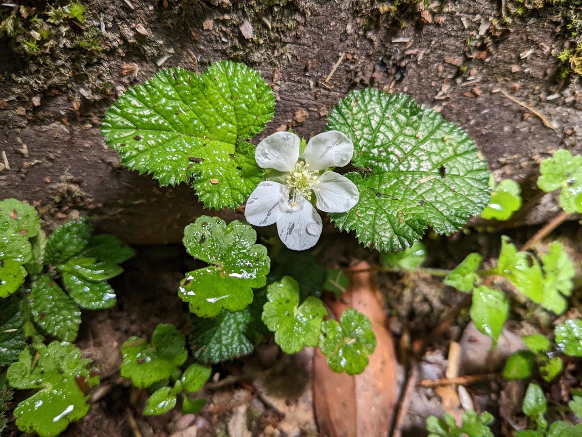 南橫F4 庫哈諾辛山&關山｜夜宿庫哈諾辛山屋南橫三星ing