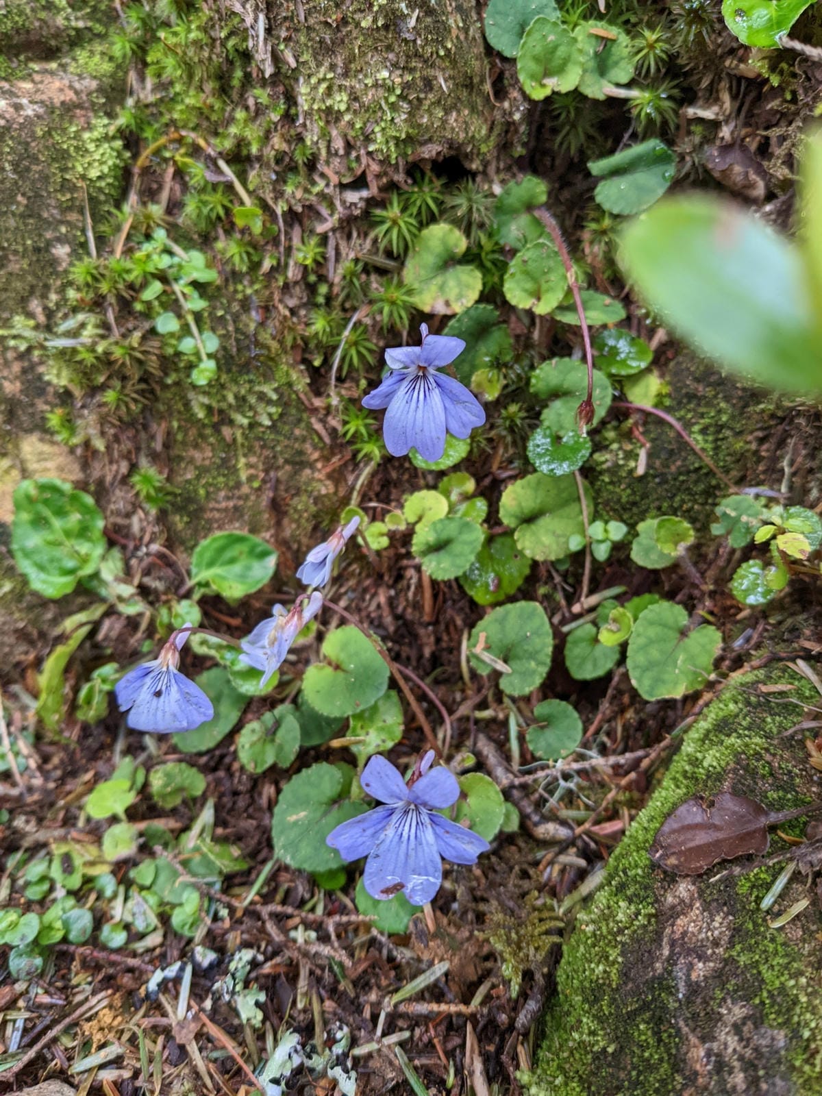 南橫F4 庫哈諾辛山&關山｜夜宿庫哈諾辛山屋南橫三星ing