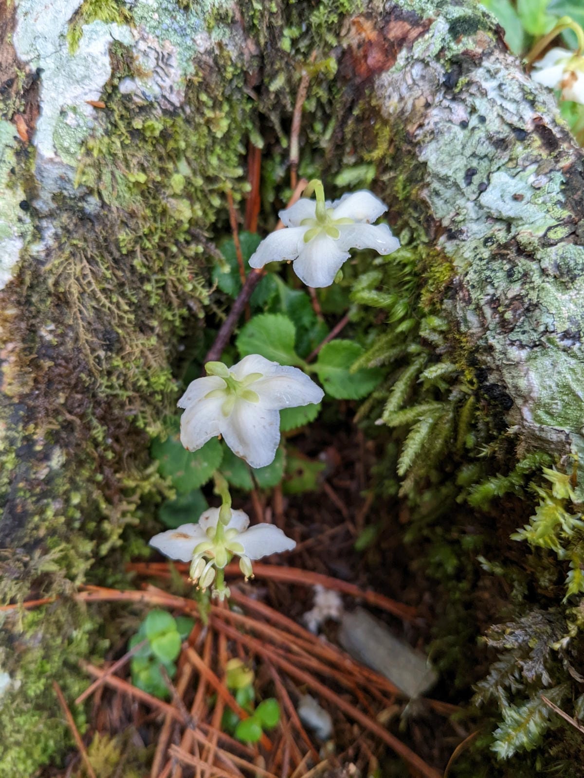 南橫F4 庫哈諾辛山&關山｜夜宿庫哈諾辛山屋南橫三星ing
