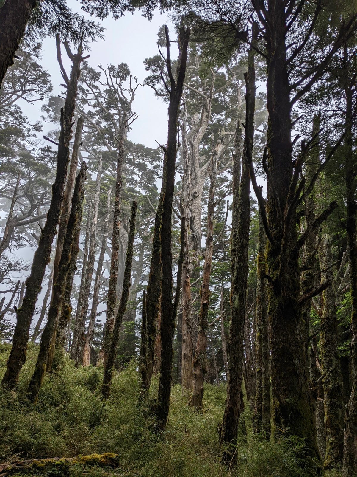 南橫F4 庫哈諾辛山&關山｜夜宿庫哈諾辛山屋南橫三星ing