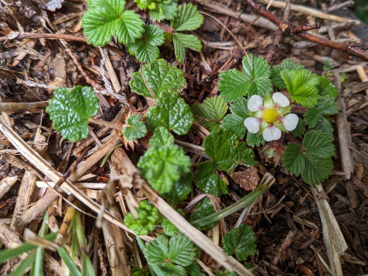 南橫F4 庫哈諾辛山&關山｜夜宿庫哈諾辛山屋南橫三星ing