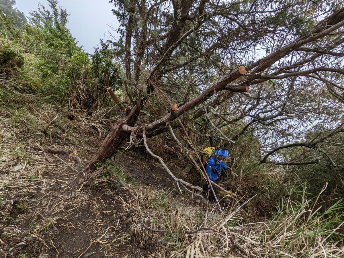 南橫F4 庫哈諾辛山&關山｜庫哈諾辛山ing