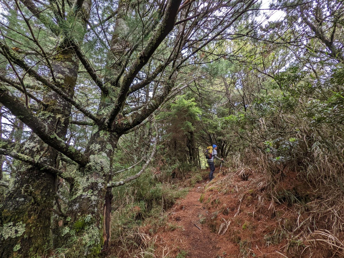 南橫F4 庫哈諾辛山&關山｜庫哈諾辛山ing