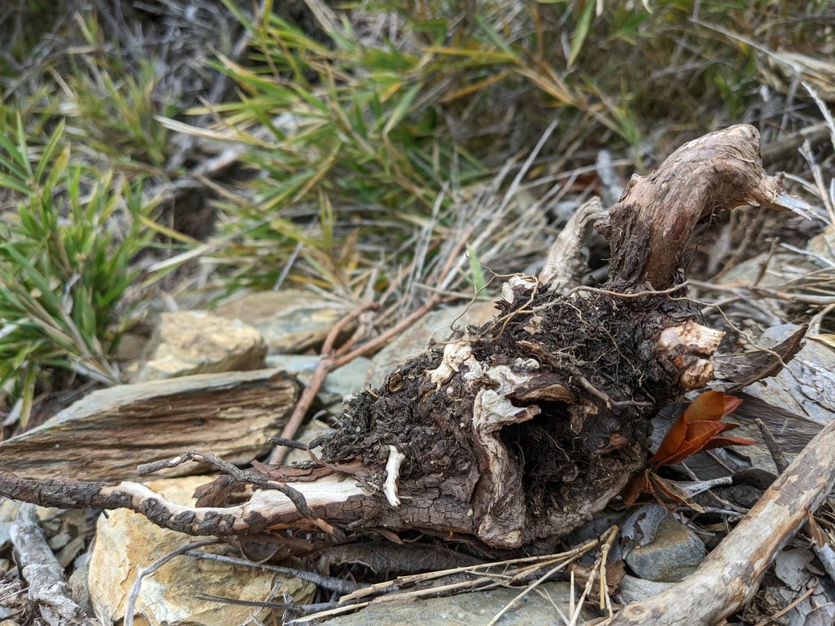 南橫F4 庫哈諾辛山&關山｜庫哈諾辛山ing