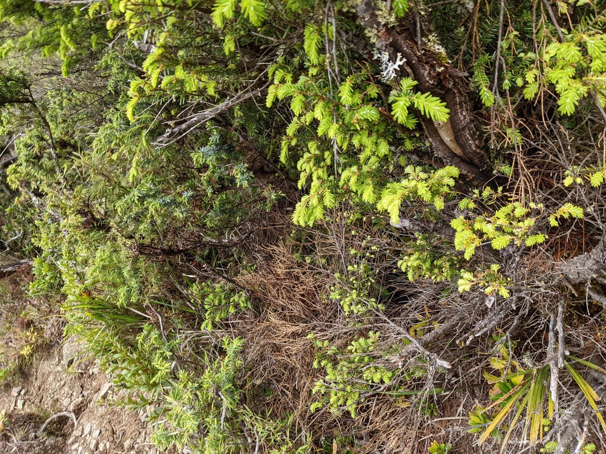 南橫F4 庫哈諾辛山&關山｜庫哈諾辛山ing