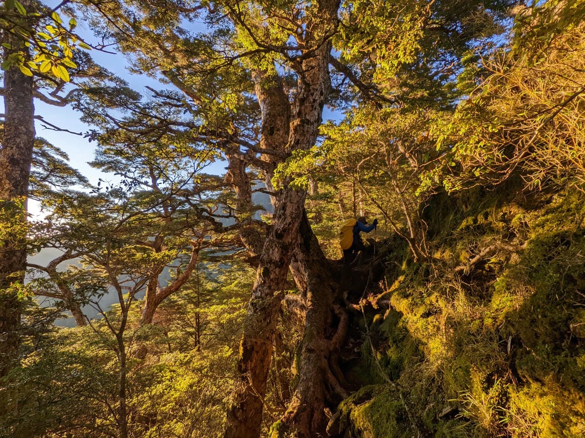 南橫F4 庫哈諾辛山&關山|夜宿庫哈諾辛山屋|關山GO - 第7張圖 南橫F4 庫哈諾辛山&關山|夜宿庫哈諾辛山屋|關山GO