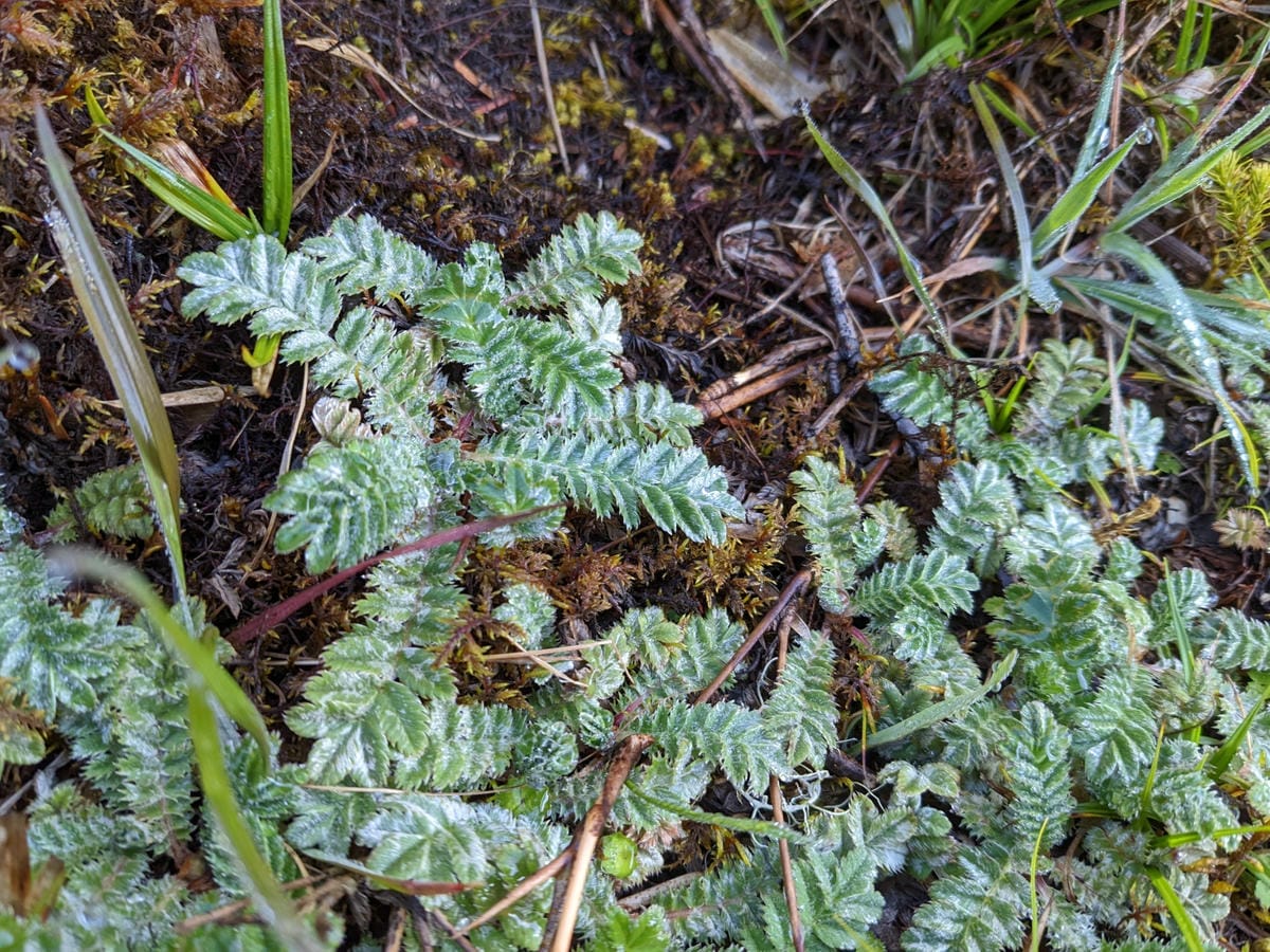 南橫F4 庫哈諾辛山&關山｜夜宿庫哈諾辛山屋｜關山GO