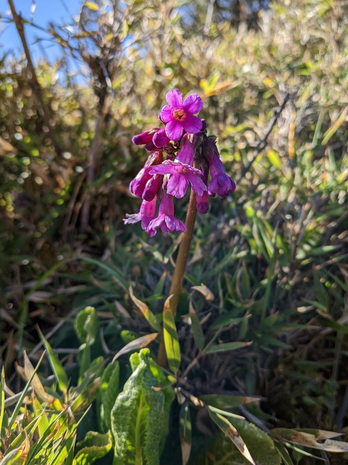 南橫F4 庫哈諾辛山&關山｜夜宿庫哈諾辛山屋｜關山GO
