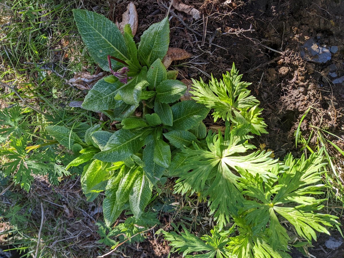 南橫F4 庫哈諾辛山&關山｜夜宿庫哈諾辛山屋｜關山GO