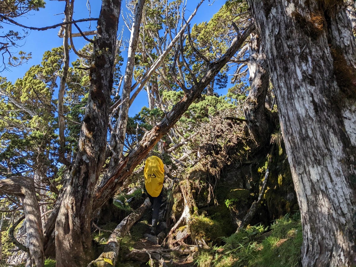 南橫F4 庫哈諾辛山&關山|夜宿庫哈諾辛山屋|關山GO - 第44張圖 南橫F4 庫哈諾辛山&關山|夜宿庫哈諾辛山屋|關山GO