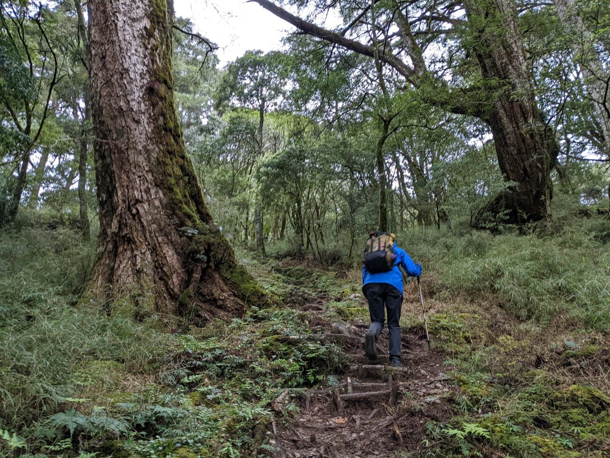南橫F4塔關山｜樹根路滑還有斷崖都在南橫三星