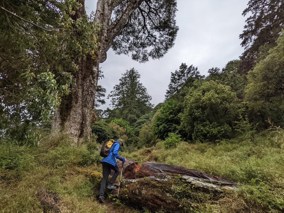南橫F4塔關山｜樹根路滑還有斷崖都在南橫三星