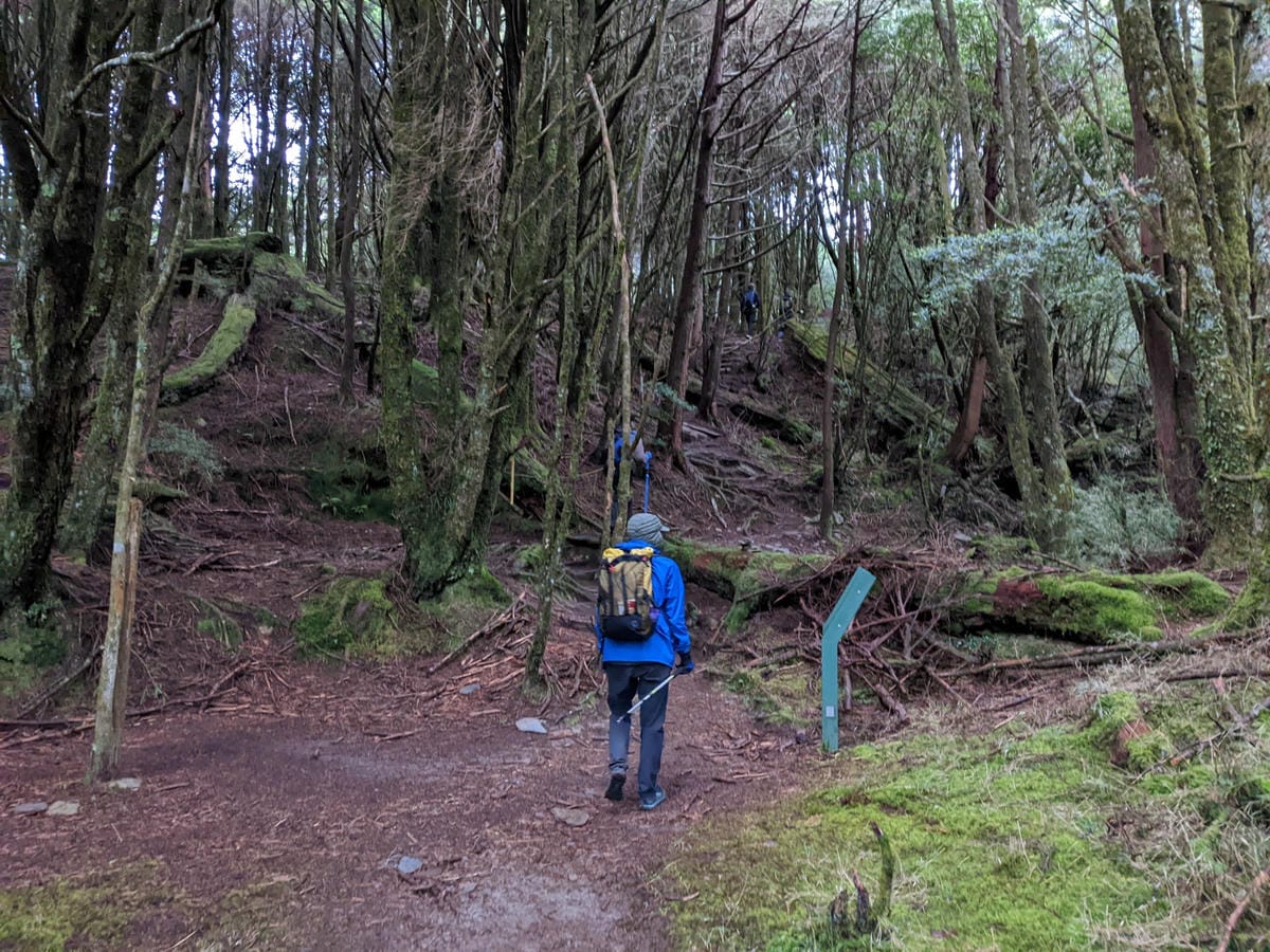 南橫F4塔關山｜樹根路滑還有斷崖都在南橫三星