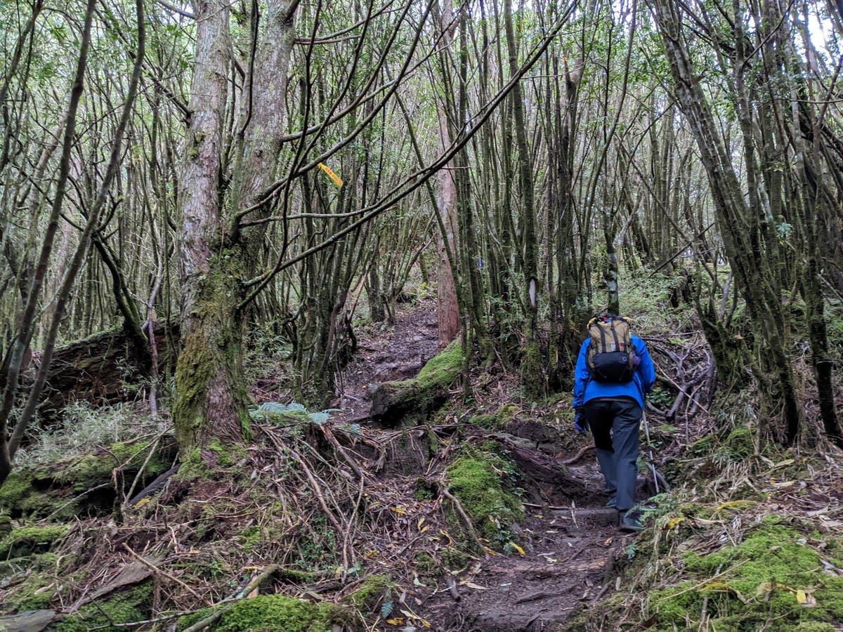 南橫F4塔關山｜樹根路滑還有斷崖都在南橫三星