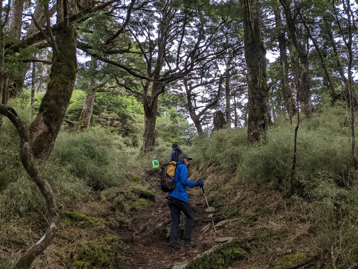 南橫F4塔關山｜樹根路滑還有斷崖都在南橫三星