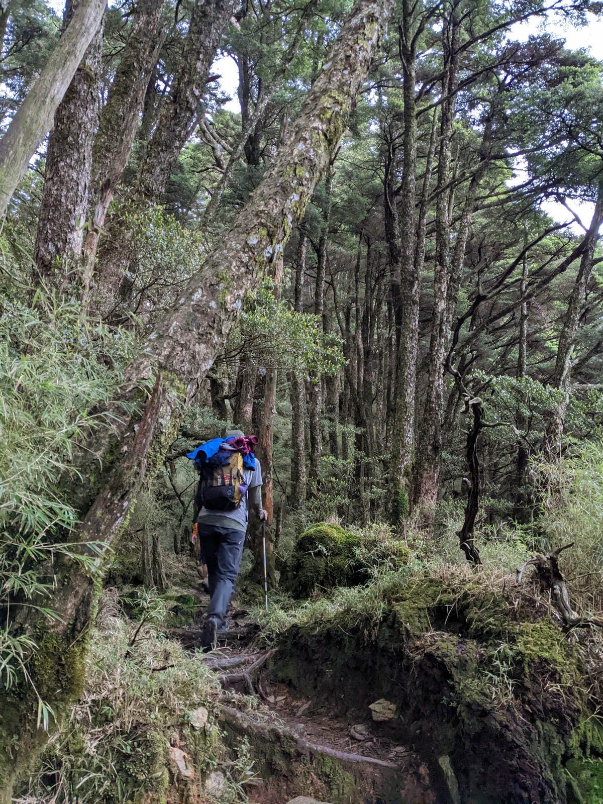 南橫F4塔關山｜樹根路滑還有斷崖都在南橫三星