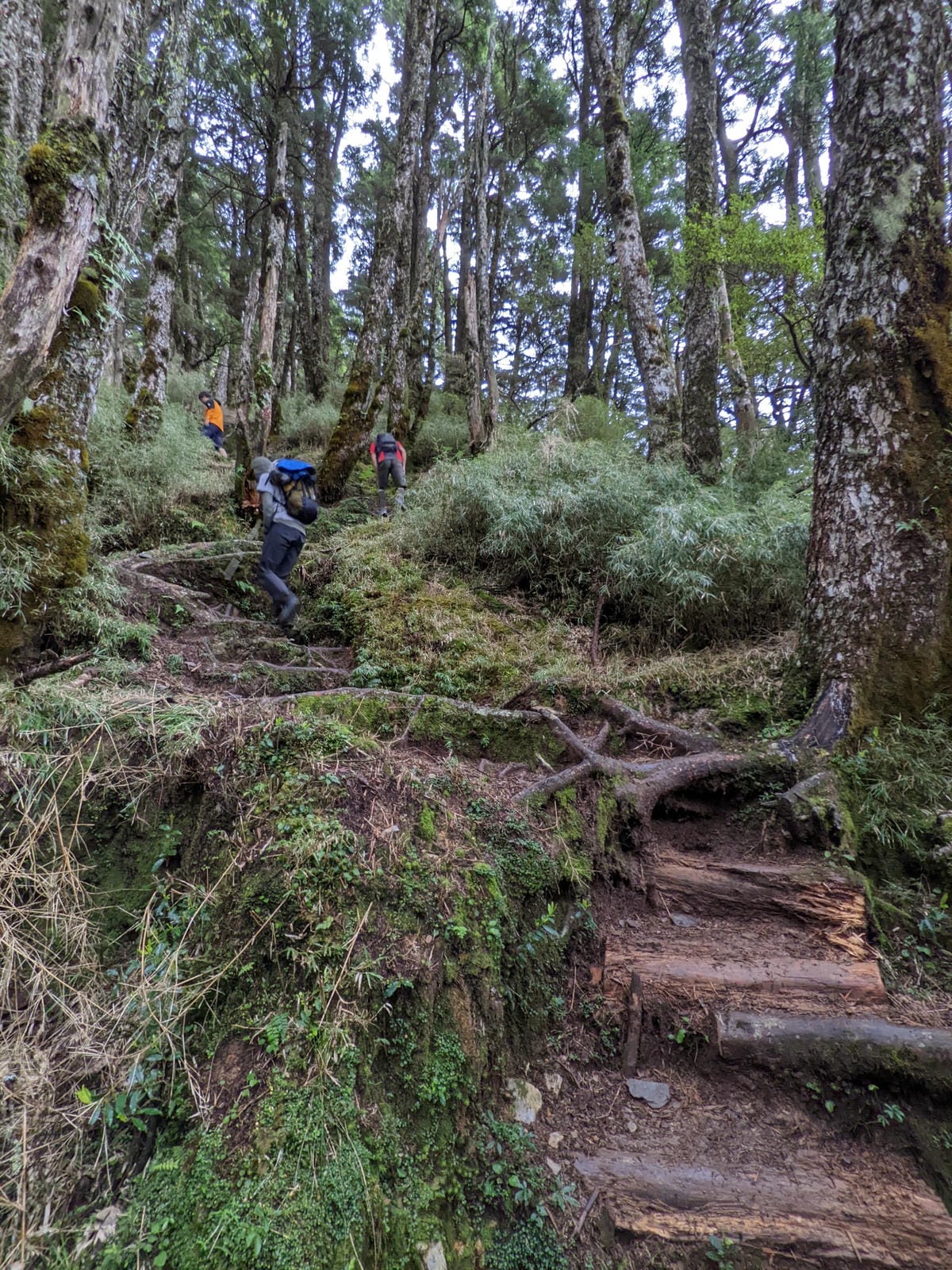 南橫F4塔關山｜樹根路滑還有斷崖都在南橫三星