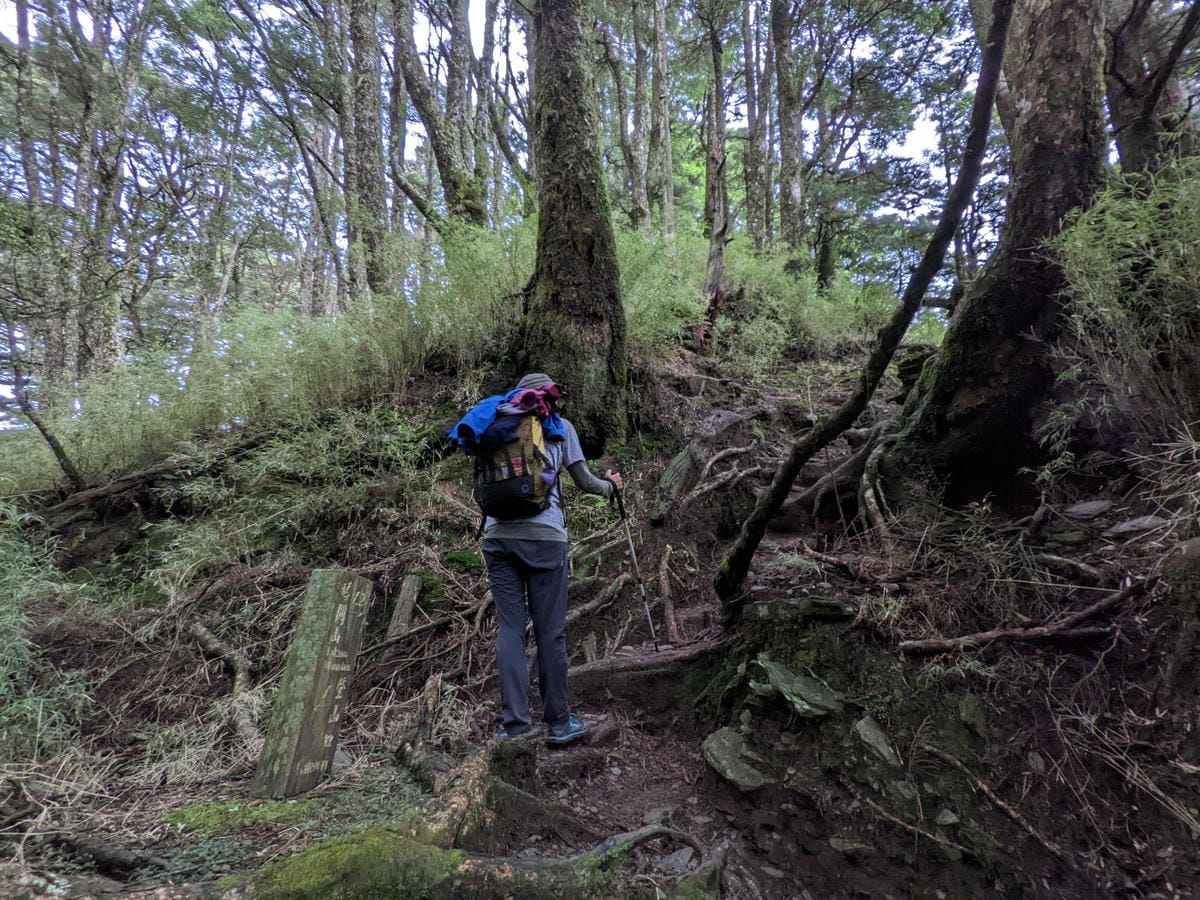 南橫F4塔關山｜樹根路滑還有斷崖都在南橫三星