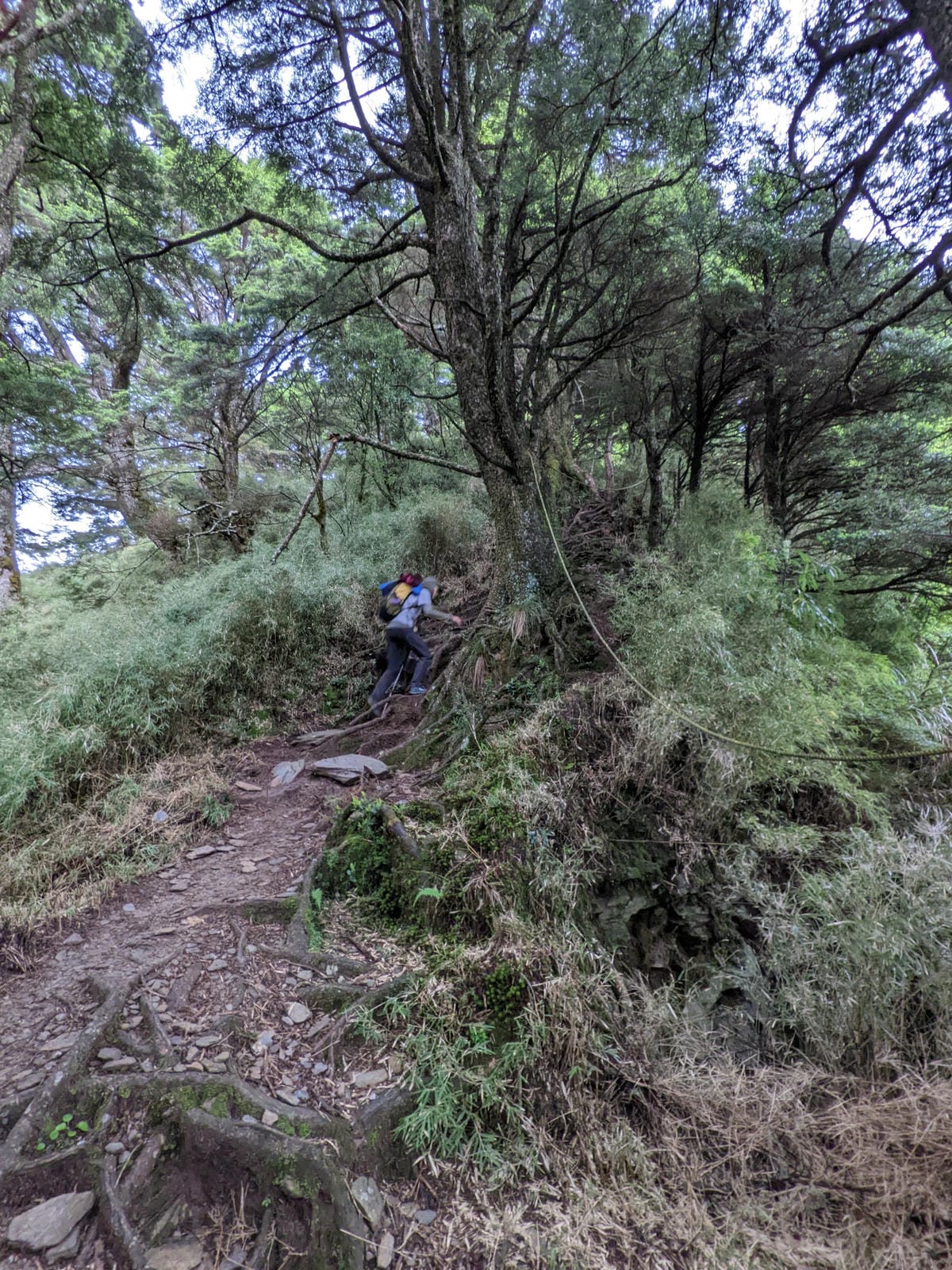 南橫F4塔關山｜樹根路滑還有斷崖都在南橫三星