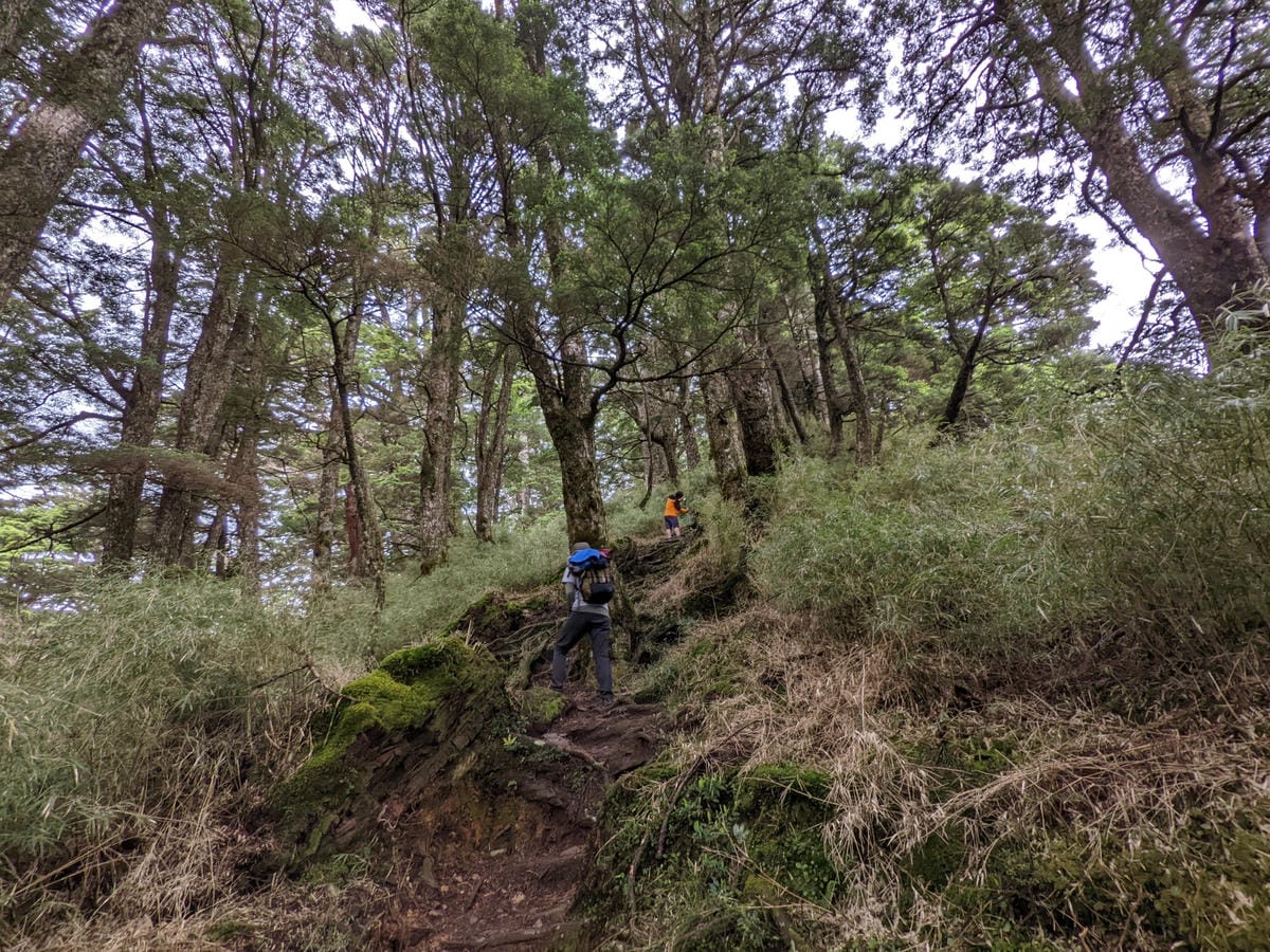 南橫F4塔關山｜樹根路滑還有斷崖都在南橫三星