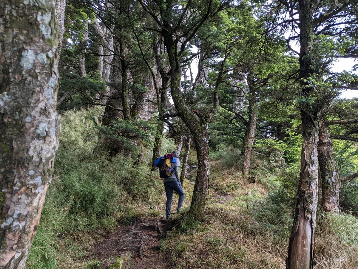 南橫F4塔關山｜樹根路滑還有斷崖都在南橫三星