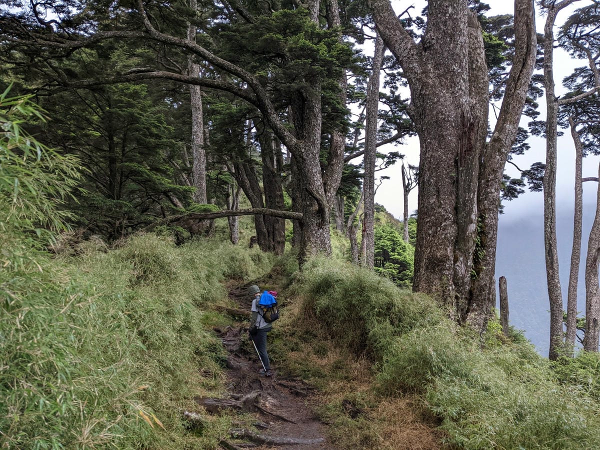 南橫F4塔關山｜樹根路滑還有斷崖都在南橫三星