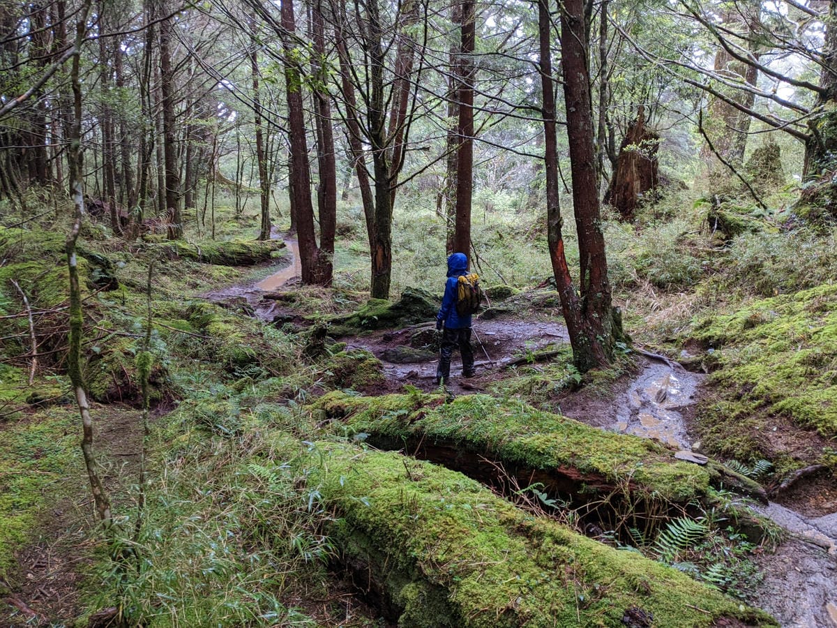 南橫F4塔關山｜樹根路滑還有斷崖都在南橫三星