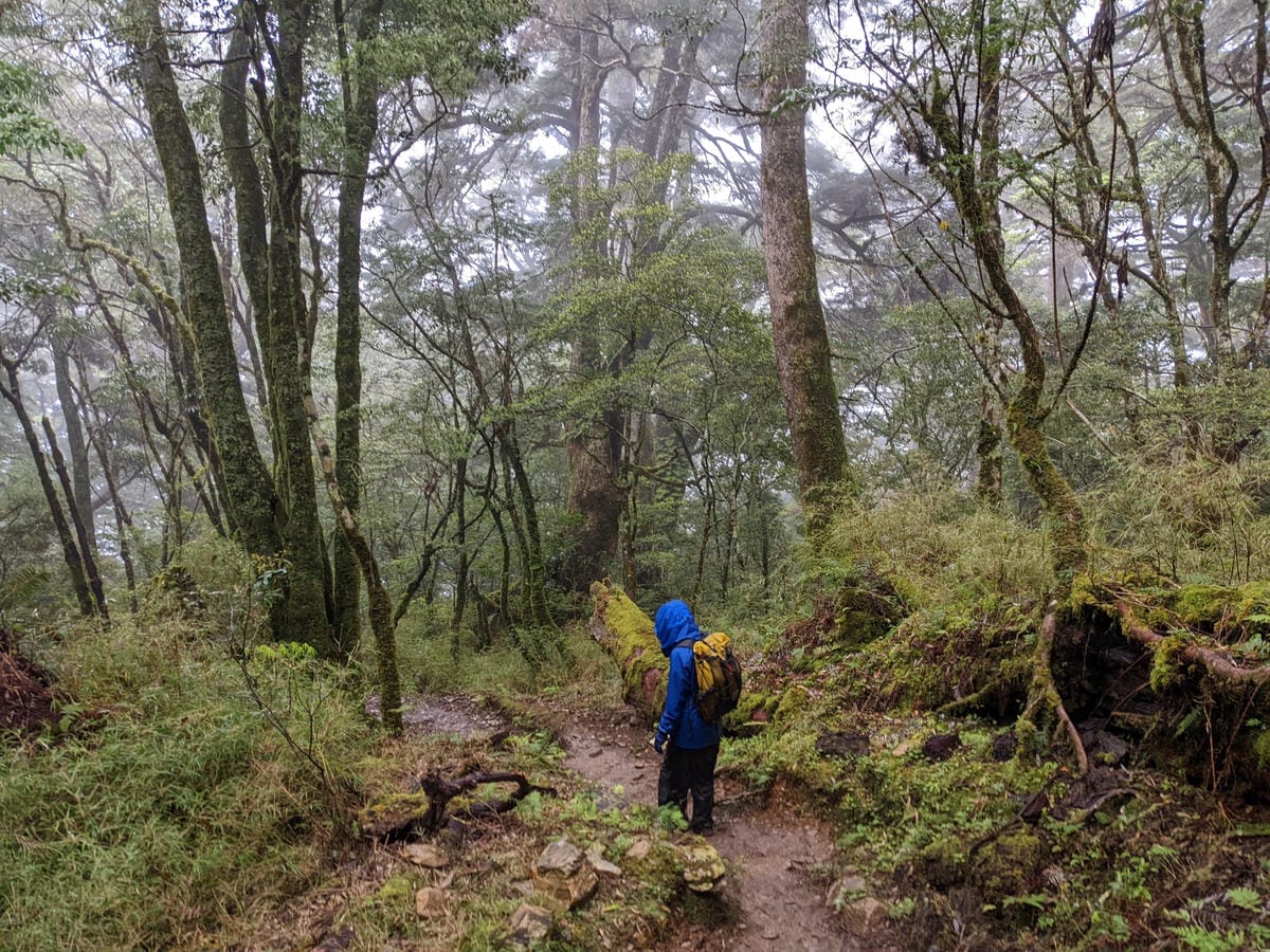 南橫F4塔關山｜樹根路滑還有斷崖都在南橫三星