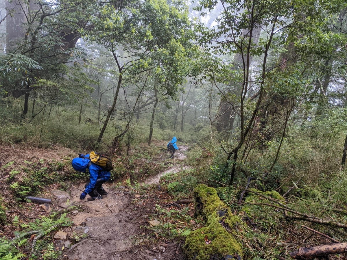 南橫F4塔關山｜樹根路滑還有斷崖都在南橫三星